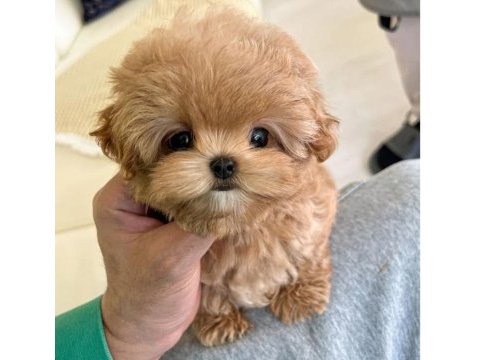 Kurabiye tatlısı toy poodle bebeklerim