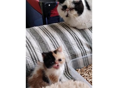 Cfa kayıtlı anne ve baba yavru exotic
