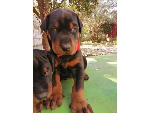 A şecereli anne ve babadan doberman yavrularımız