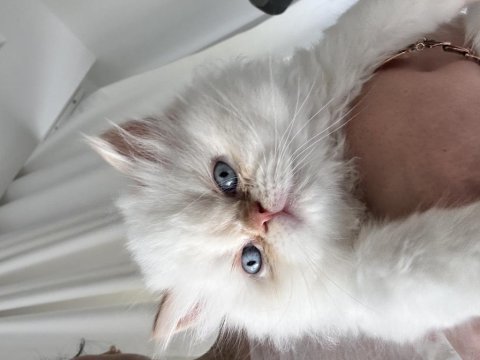 Bembeyaz tüylü masmavi gözlü chihuahua kızımıza yuva