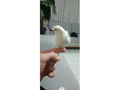 Erkek japonyada muhabbet kuşu yavrumuz 1.5 aylık