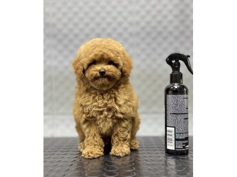 Kore erkek bebek yüzlü poodle yavrumuz