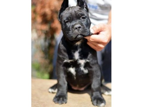 Cane corso bebekler sağlık ve ırk garantili teslim