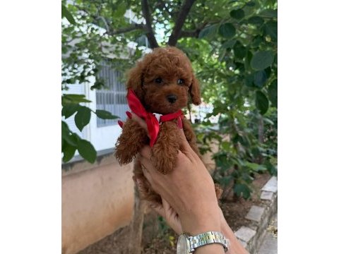 Toy poodle anne altından