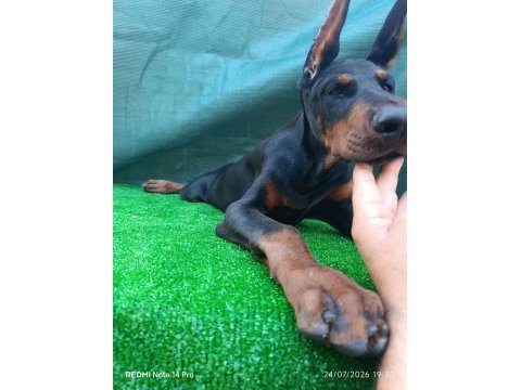 Irk garantili a şecere doberman yavrular
