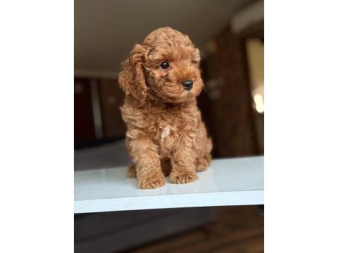 2 aylık maltipoo yavrular