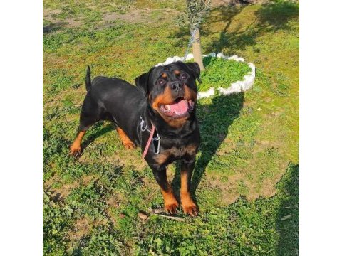Scr ve üretim izinli dişi rottweiler