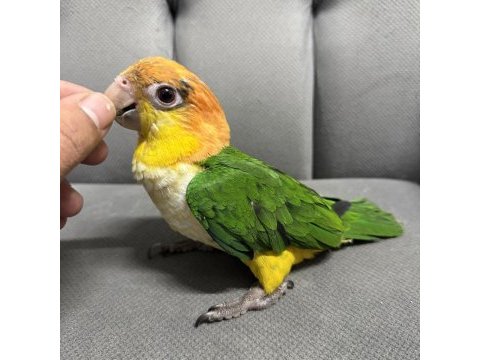 Yavru kayık papağanı