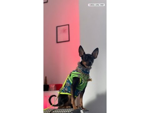 Pinscher minyatür
