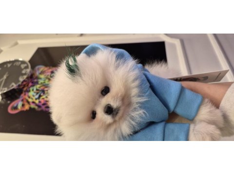 Orjinal pomeranian boo garantili