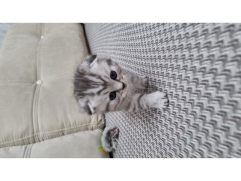 Scottish fold silver tabby
