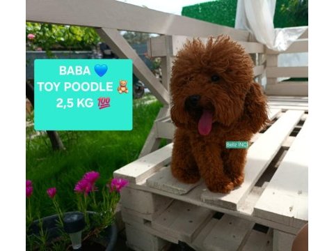 Sağlık ve ırk garantili oyuncak boy poodle yavrularım