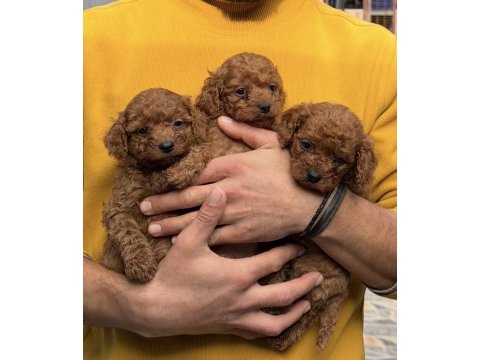Toy poodle yavrularımız