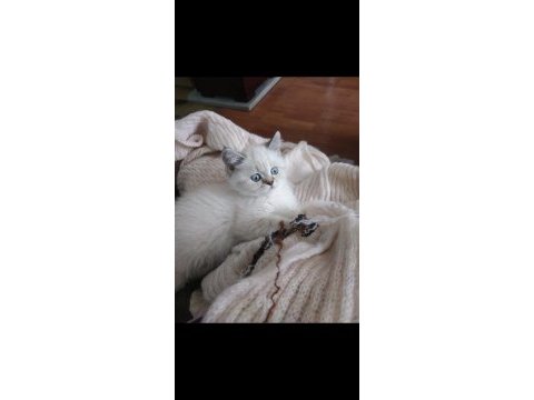 British shorthair beyaz british shorthair blue point
