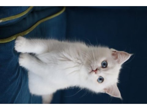 Safkan british shorthair kardeşler