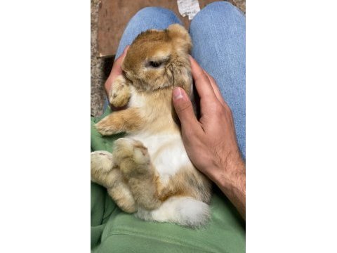 Veterinerden safkan mini lop tavşan yavru gönderim var
