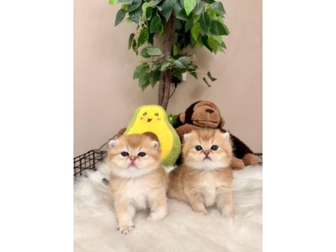 Golden british shorthair