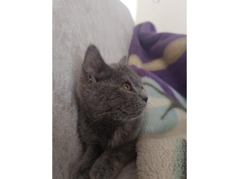 Gri dişi british shorthair
