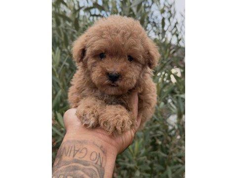 Kore toy poodle yavrular