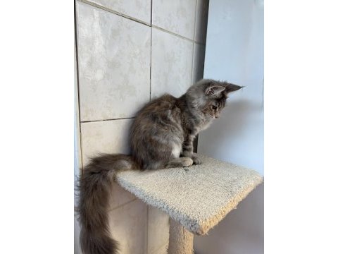 Renk güzeli maine coon