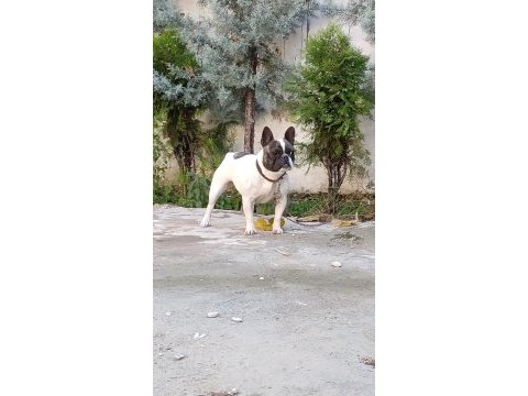 1.5 yaşında sağlıklı ve bakımlı dişi french bulldog