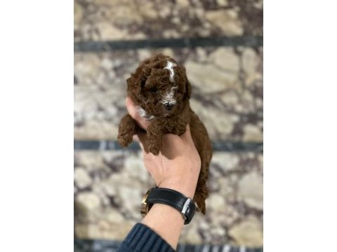 Red brown be color erkek poodle