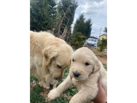 Baby face orijinal golden retriever yavrular