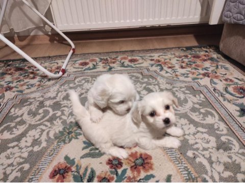 Xs maltese bebekler