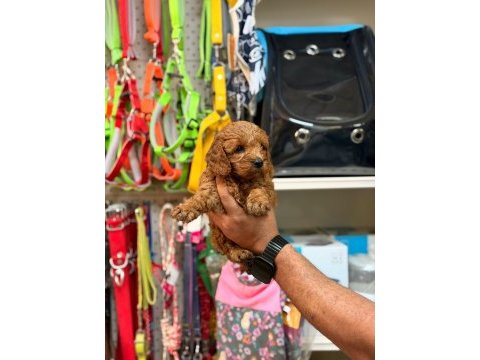 Toy poodle yavrularımız