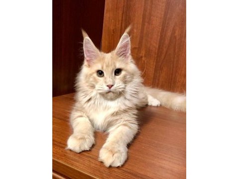 Dev kediler maine coon üst kalite