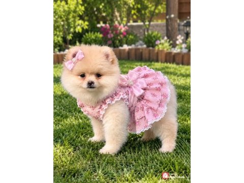 Ayı surat pomeranian boo bebeklerimiz