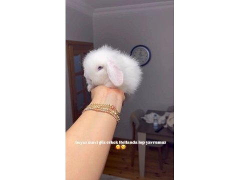 Hollanda mini lop cüce tavşan her ile gönderilir