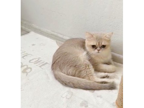 British shorthair cy 11