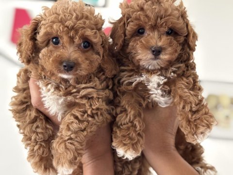 Petmode köpek çiftliğinde ziyarete açık kore maltipoo