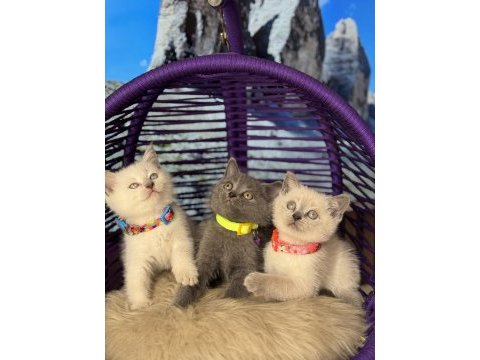 Safkan british shorthair yavrular