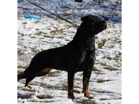 Rottweiler