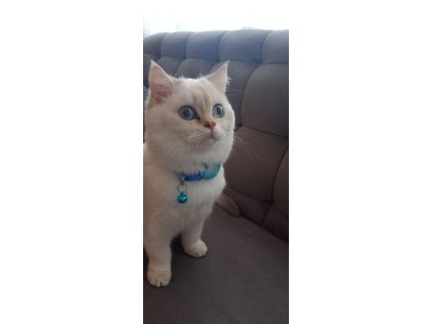 Acil bursa golden british shorthair erkek yavrular