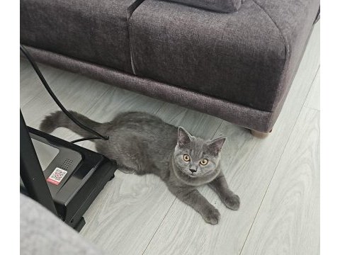 Ücretsiz kedimizi sahiplendirme eşya alım şartlı