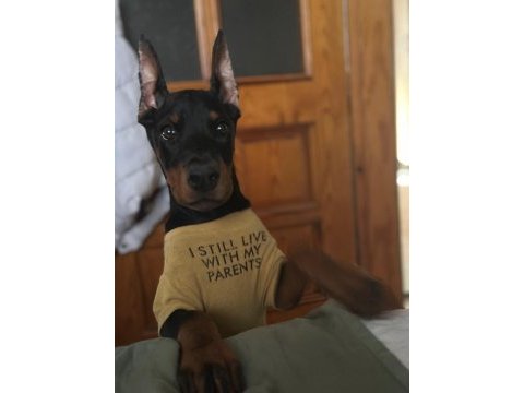 Üst kalite doberman bebekler