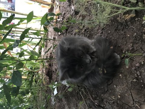 3 aylık yavru kediye kalıcı yuva arayışımız vardır