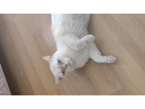 1 yaşında dişi ve çipli exotic shorthair