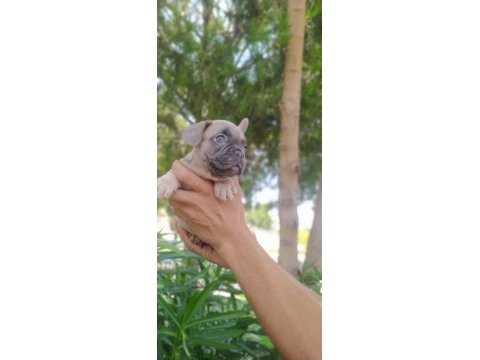 Blue fawn french bulldog