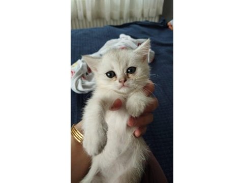 Türkiyede olmayan cins british shorthair