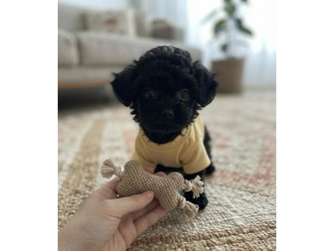 Toy poodle minik köpekler