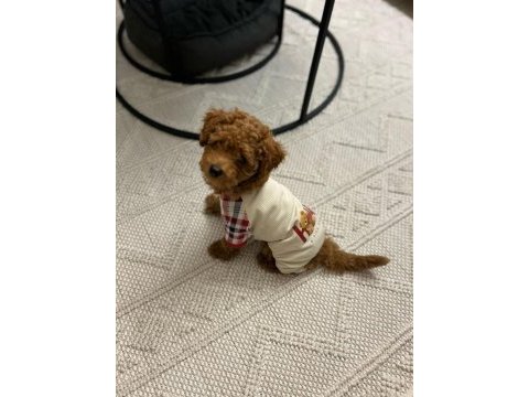 Orijinal toy poodle bebekler