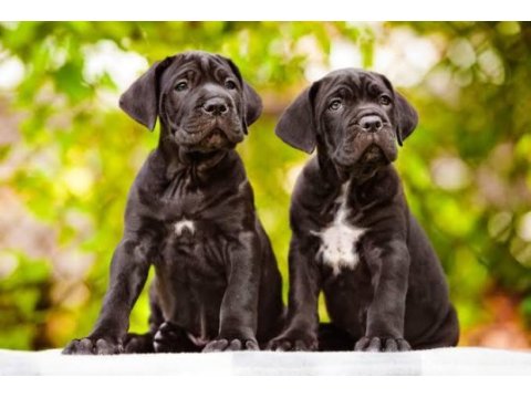 Ev ve bahçeniz için cane corso kapıda ödeme mevcuttur