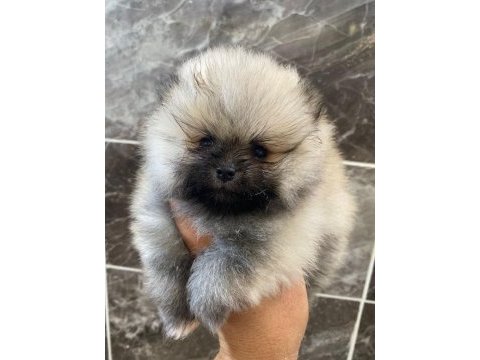Teacup pomeranian