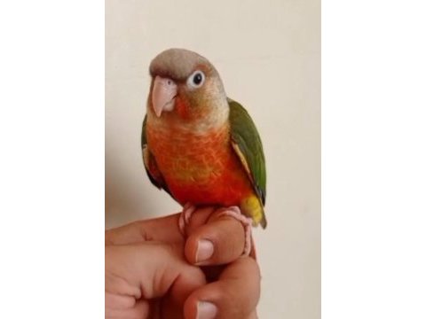 Yeni yeme düşmüş konur bebek
