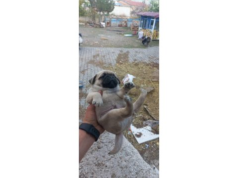 Pug yavrular
