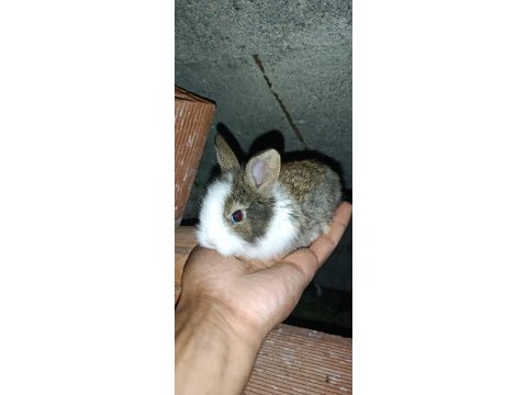 Tavşan sahiplendirilecek